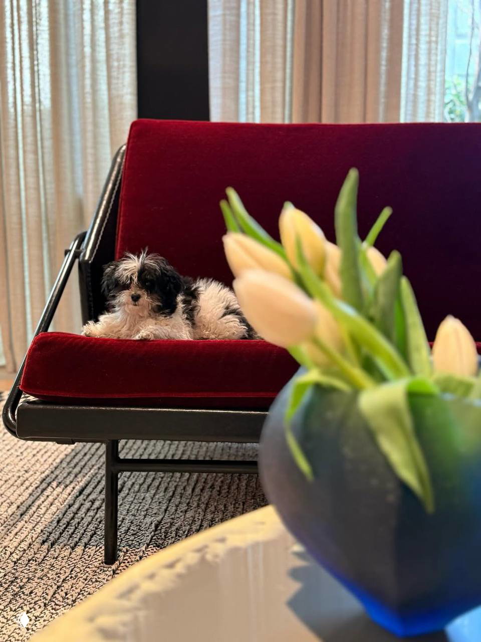 Маленький щенок лежит на бордовом кресле, на переднем плане размытый букет тюльпанов и часть интерьера комнаты