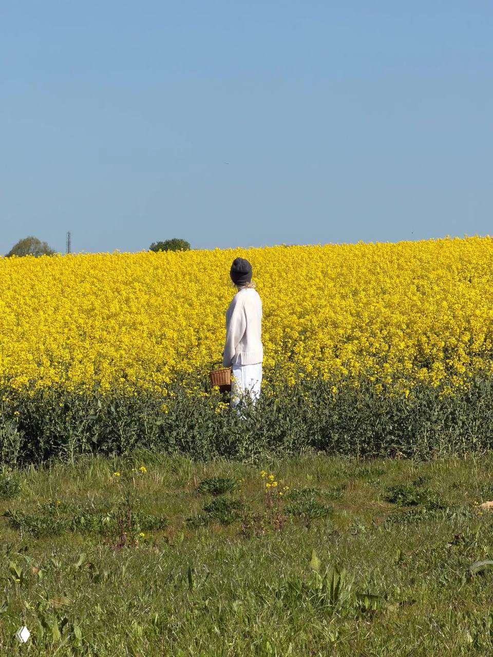 Фигура в светлом свитере и шапке стоит в поле ярко-жёлтых цветущих растений с плетёной корзиной в руках; широкая сельская панорама.