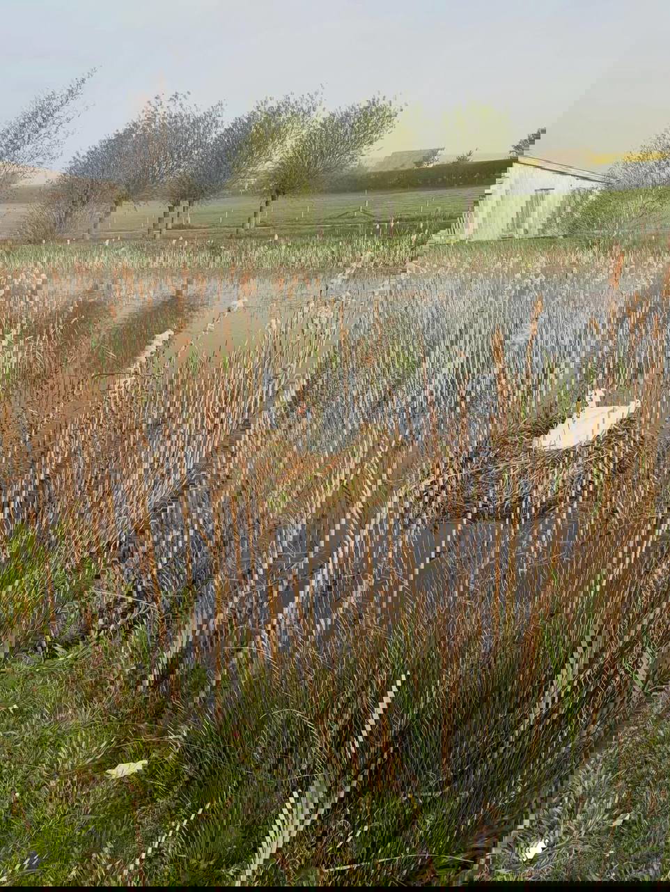 Гнездо лебедя на небольшом пруду среди тростника на фоне лугов и сельских построек в утреннем свете; спокойный природный пейзаж.