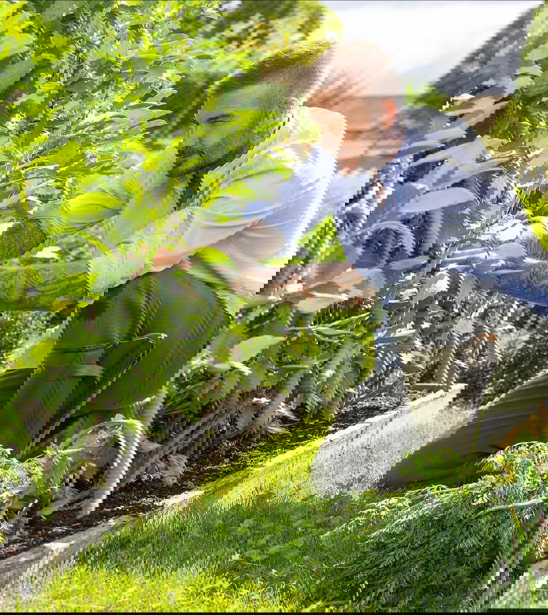 Мужчина на коленях в огородной грядке аккуратно осматривает растения и собирает урожай, рядом садовые инструменты