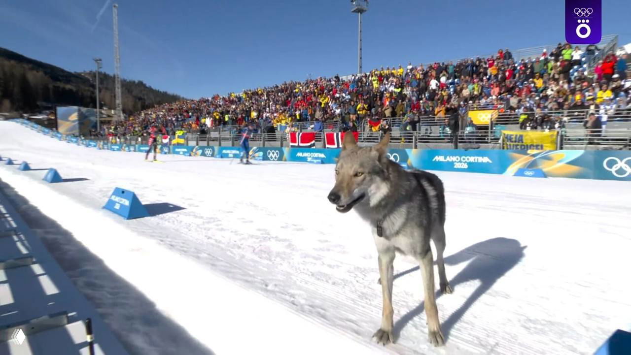 Пёс Назгул стал звездой Олимпиады в Италии