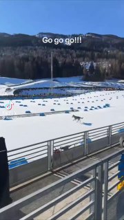 Вертикальный кадр из видео: собака выбежала на лыжную трассу и бежит рядом с разметкой, зрители наблюдают с трибун.
