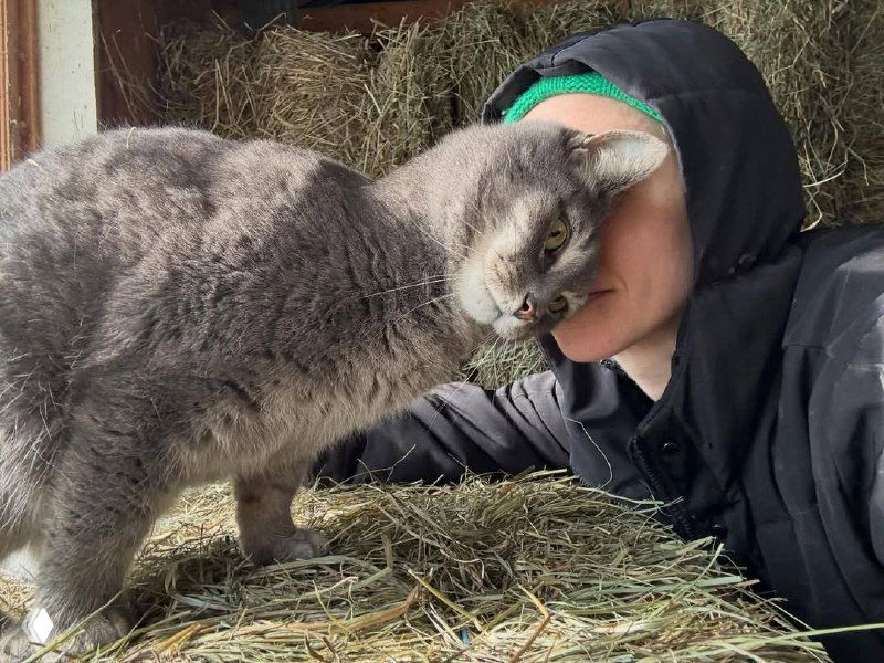 Повреждённый кадр: искажённое изображение животного на сеновале с цифровыми артефактами и размытием.