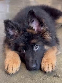 Портрет щенка-овчарки Салли, лежащей на полу: крупные пушистые лапы, тёмная мордочка и выразительные глаза, смотрит вперёд.