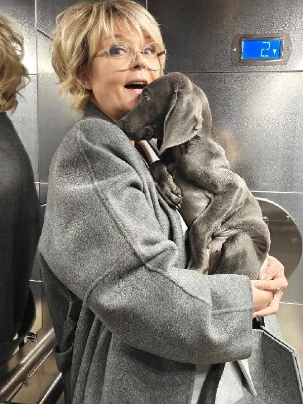 Телеведущая держит щенка веймаранера в лифте: щенок прижимается к хозяйке, видна зеркальная поверхность и панели лифта.