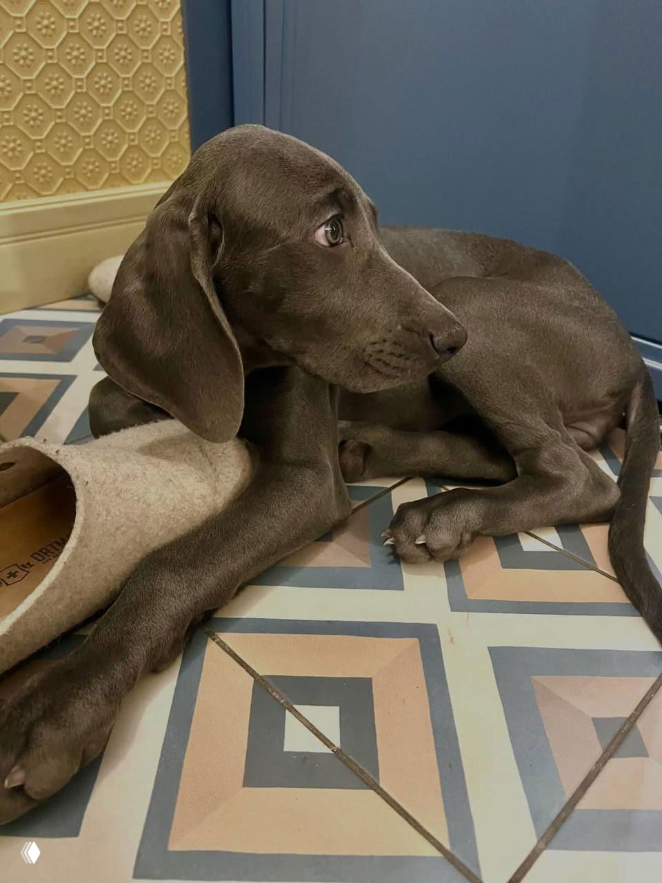 Серый щенок веймаранера лежит на плиточном полу рядом с тапком, вид сбоку, видно лапы и выразительный профиль мордочки.