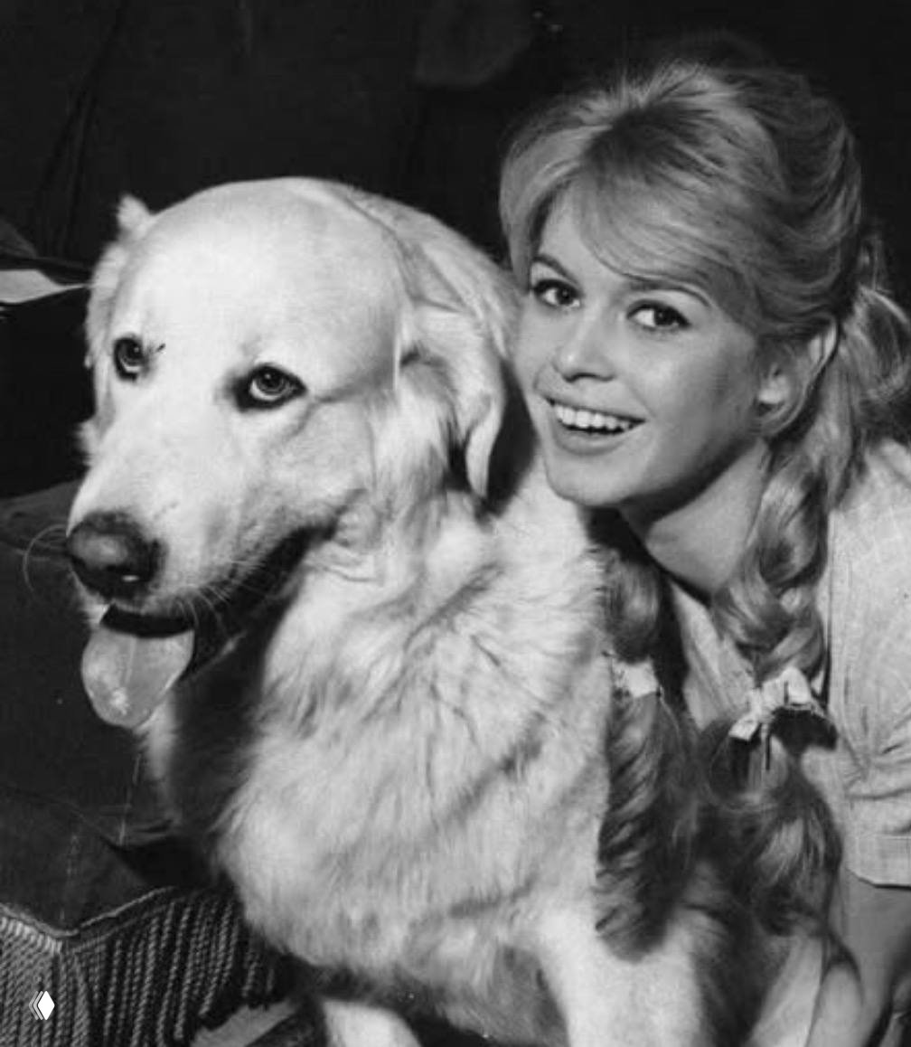Чёрно‑белая фотография молодой Брижит Бардо рядом с большой собакой, архивный кадр, отражающий ранний период её карьеры и связь с питомцами.