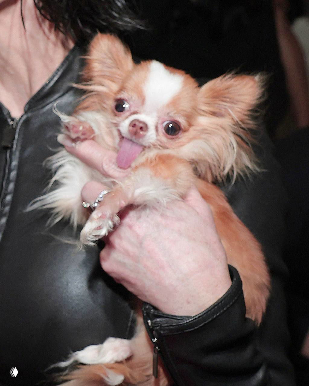 Крупный кадр пушистой рыже‑белой чихуахуа с высунутым языком на фоне черной одежды владельца, деталь с показа мод