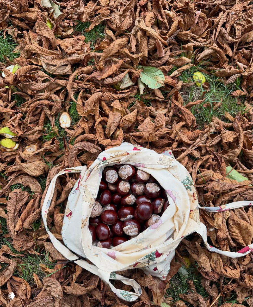 Хлопковая сумка с собранными каштанами на фоне сухих коричневых листьев — осенний натюрморт после прогулки по парку.