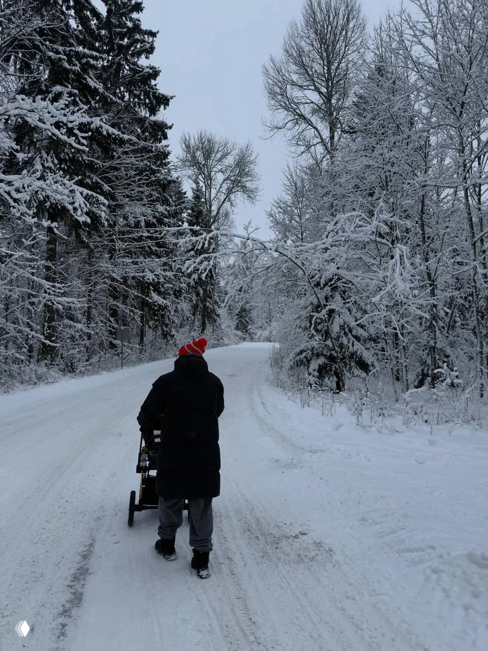 Прогулка по заснеженной дороге: человек с коляской идёт по зимнему лесу, вокруг высокие ели, покрытые снегом под спокойным небом.