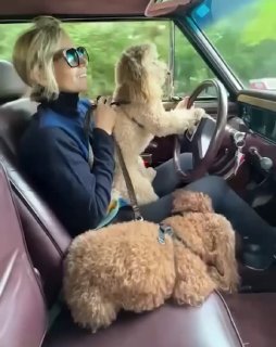 Кадр из видео в салоне автомобиля: женщина на переднем сиденье, пудели располагаются на пассажирских местах и на заднем сиденье, тёплый интерьер.
