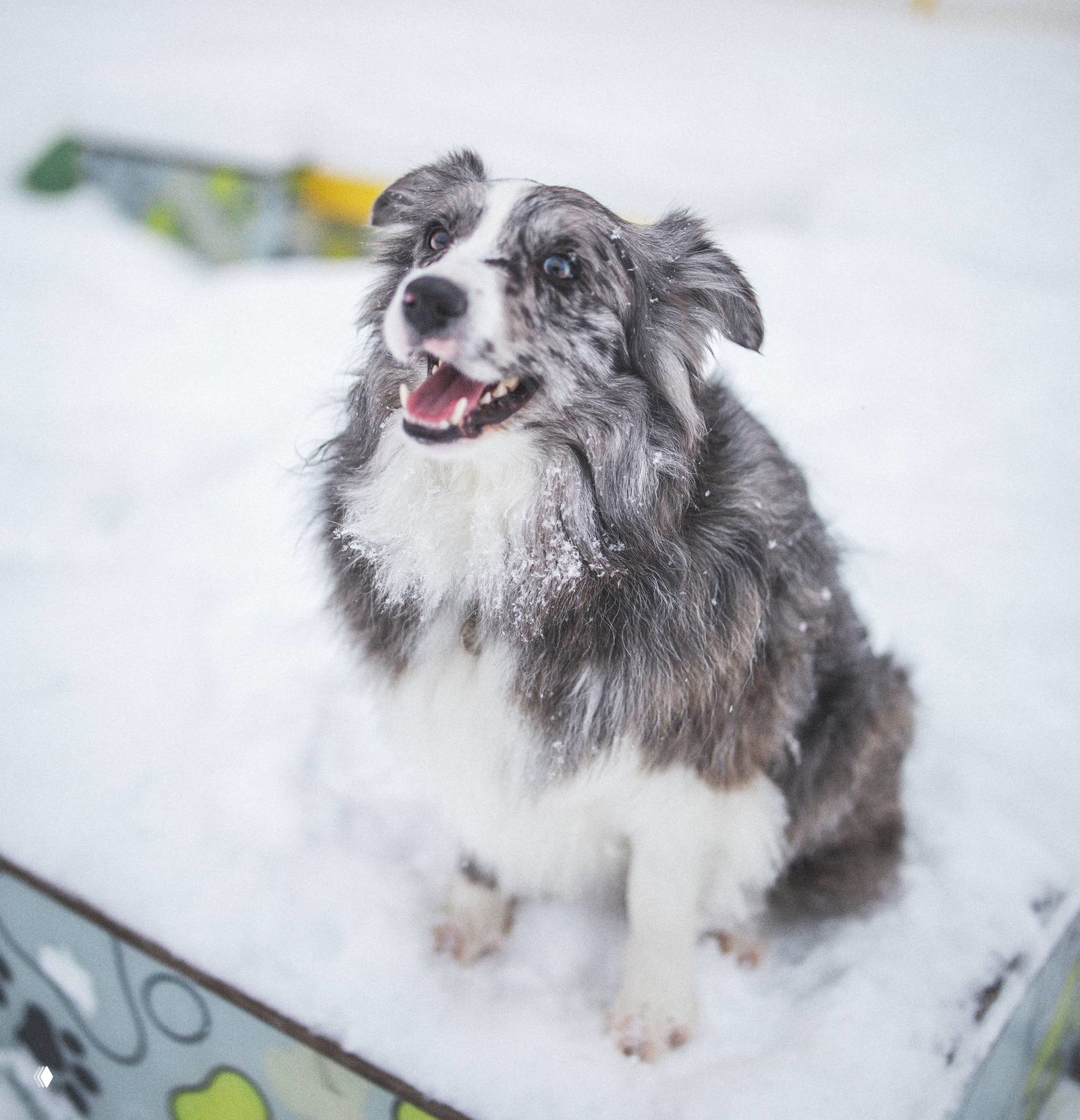 Промпт для видео — Seedance-2: бордер-колли в кровати