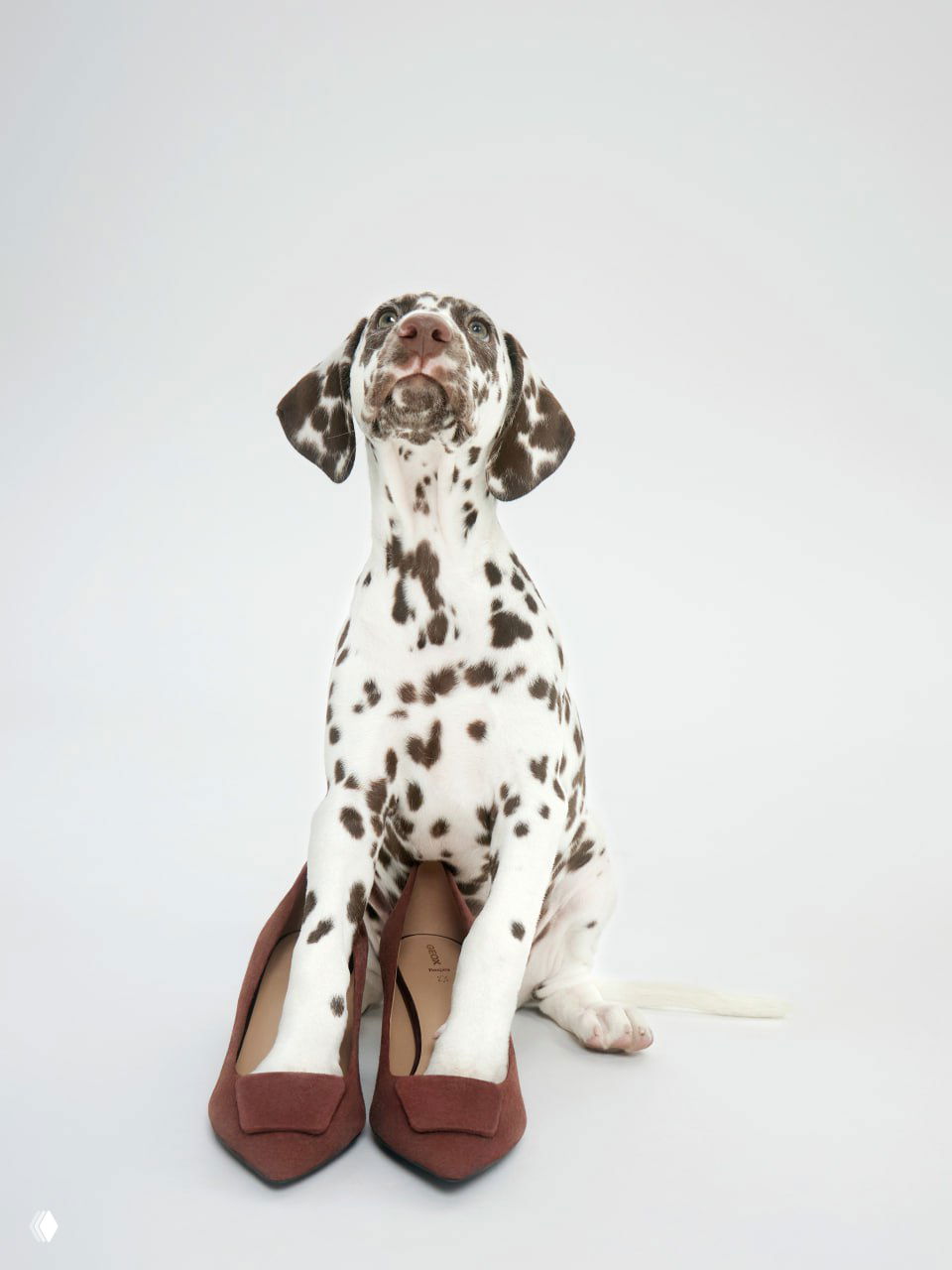 Щенок далматина сидит на светлом фоне, поставив передние лапы в туфли; рекламное фэшн-изображение из выпуска Marie Claire.