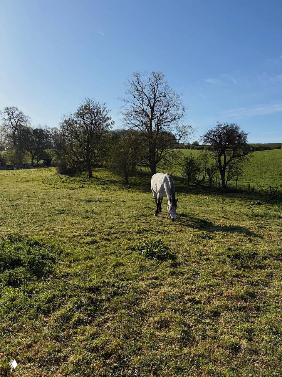 Весенняя лужайка с одинокой белой лошадью, на заднем плане деревья и голубое небо; спокойный пасторальный пейзаж в солнечный день.
