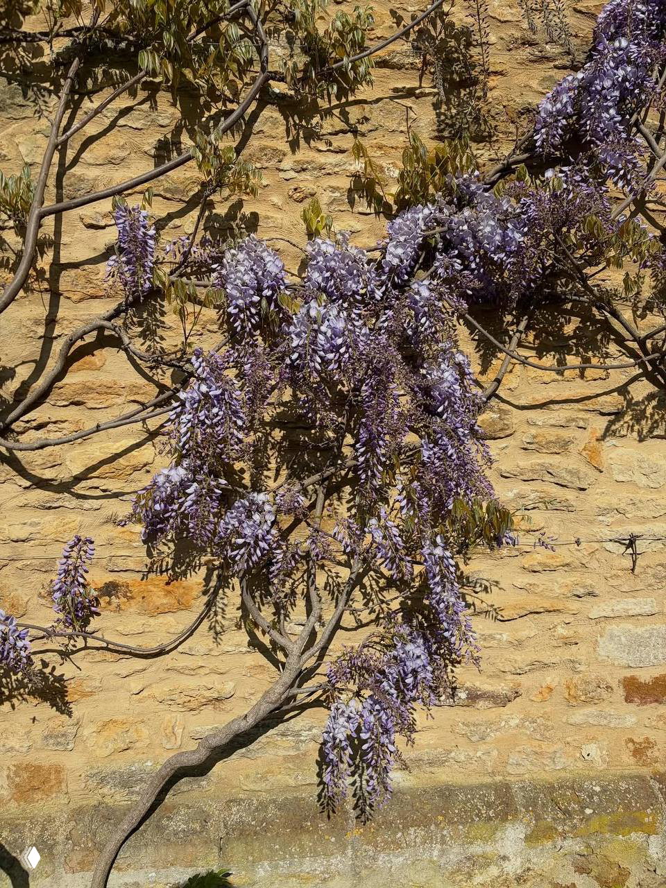 Крупный план гроздей глицинии сиреневого оттенка, лианы вьются по жёлтой каменной стене на ярком дневном свету.