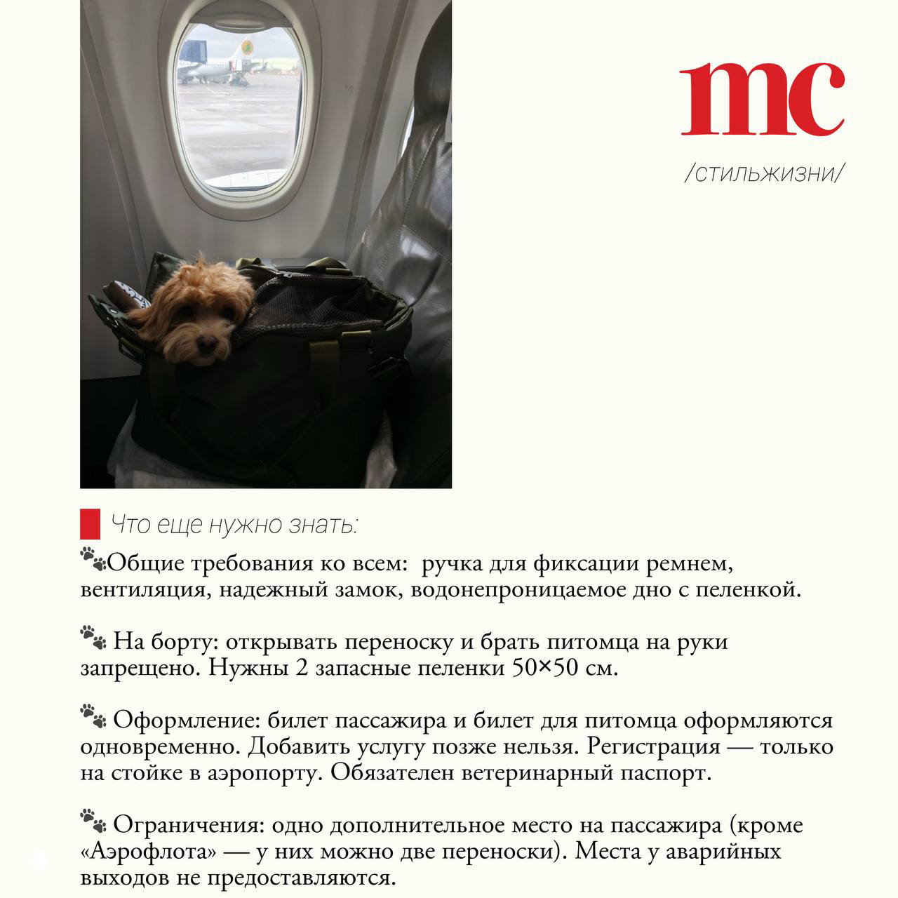 Маленькая собачка в переноске на пассажирском кресле самолёта; сумка-переноска размещена на соседнем месте, иллюстрация правил перевозки.