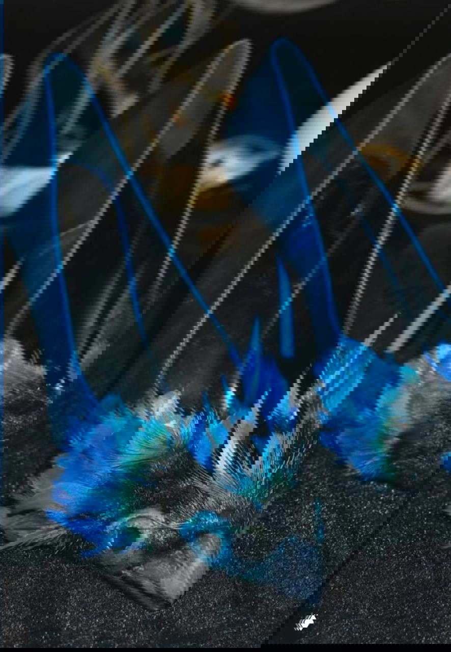 Голубые пернатые туфли с декоративной птицей и перьями на фоне чёрного стола — акцентные аксессуары образа премьеры.