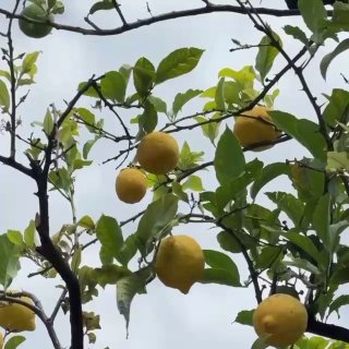 Ветка лимонного дерева с жёлтыми плодами на фоне неба — деталь средиземноморского пейзажа ретрита вблизи отеля.