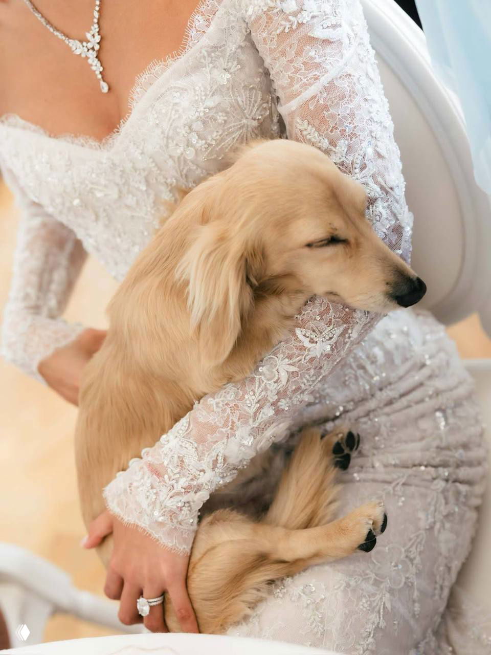 Невеста держит таксу Лео у себя на руках: крупный план рукава и вышивки свадебного платья Paolo Sebastian, питомец спокойно устроился в объятиях хозяйки.