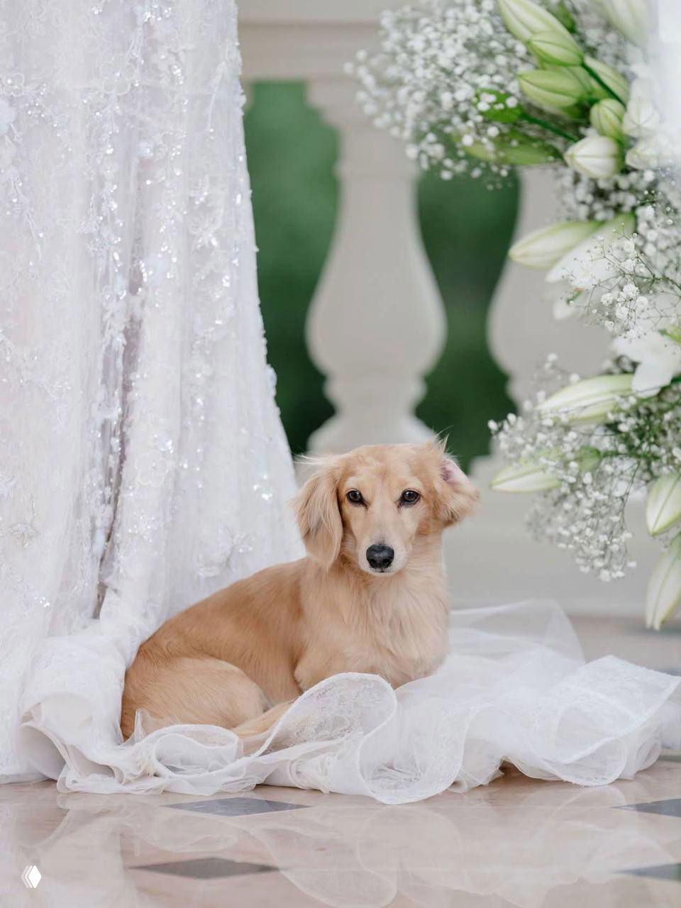 Такса Лео расположилась на подоле свадебного платья рядом с белой цветочной аркой у балюстрады в Монако; кадр подчёркивает близость питомца и невесты в день свадьбы.