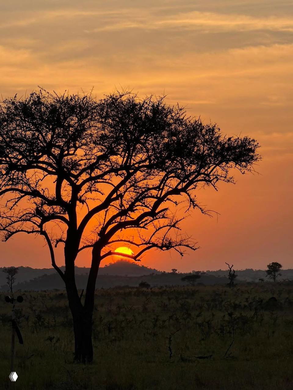 Закат в африканской саванне: силуэт акации на фоне оранжевого неба и ярко светящегося солнца у горизонта, панорамный пейзаж.
