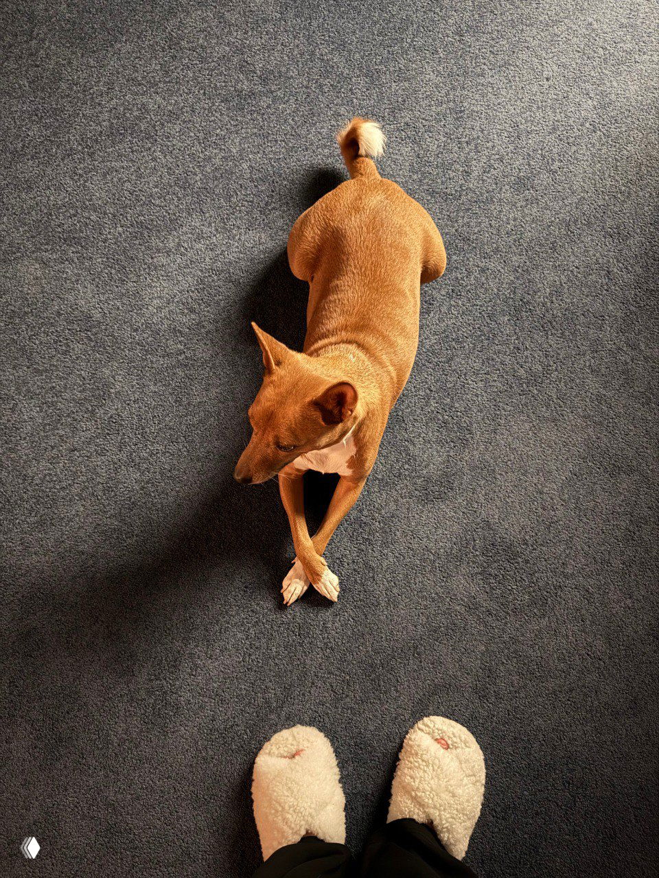Взгляд сверху на рыжего пса с перекрещенными лапами у ног человека в пушистых тапочках; интерьерный пол и мягкий ковёр видны в кадре.