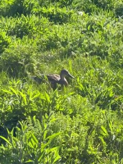 Утка в высокой зелёной траве на весенней лужайке, кадр снят близко, видно густую траву и мягкое солнечное освещение.