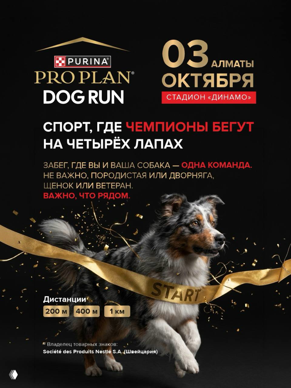 PRO PLAN Dog Run в Алматы — каникросс, 3 октября