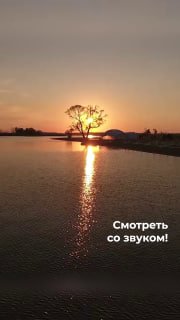 Закат над Волгой: дерево на небольшом острове и отражение солнца в воде у курорта Radisson Zavidovo; в кадре видна надпись «Смотреть со звуком!»