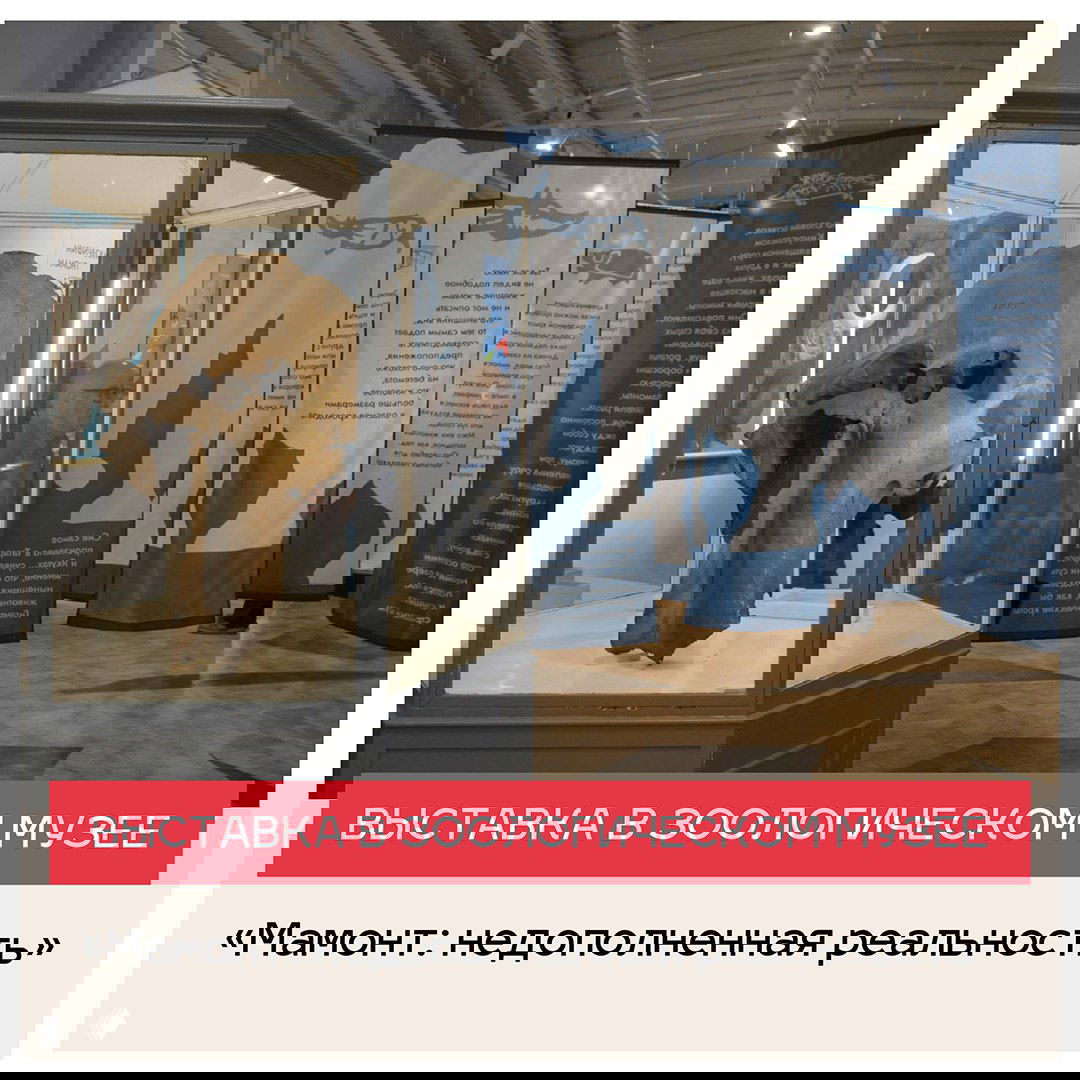 Витрина в музее с крупным ископаемым черепом мамонта и информационными стендами — музейная экспозиция внутри зала.