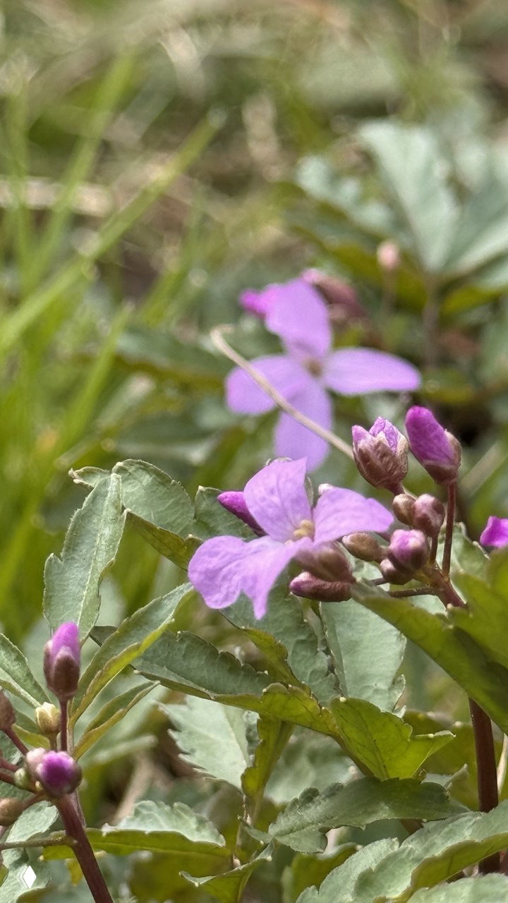 Проснулись весенние краски