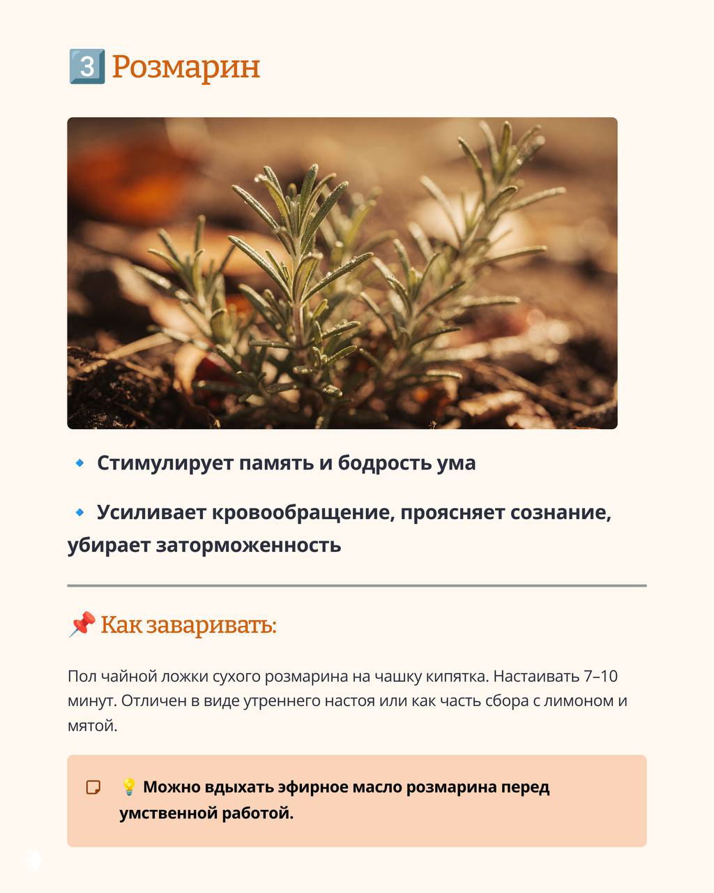 Снимок молодого розмарина в грунте — тонкие игольчатые листья и земля, иллюстрация к рекомендациям по применению в настоях.