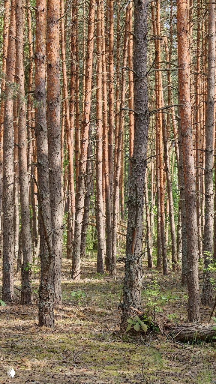 Плотный сосновый бор: прямые стволы на одинаковом расстоянии, солнечные блики и мохистая лесная подстилка в глубине Мещёрского леса.