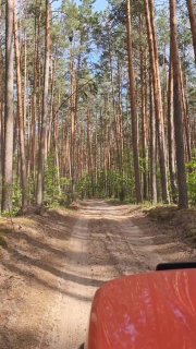 Высокие сосны на песчаной ровной тропе, летний свет пробивается сквозь кроны — классический лесной пейзаж Мещёры.