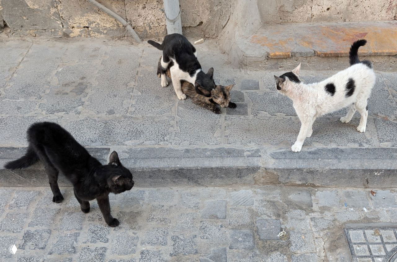 Чёрно-белые и пёстрые уличные кошки на каменной мостовой Аль-Балада, взаимодействие животных в тёплой атмосфере района.