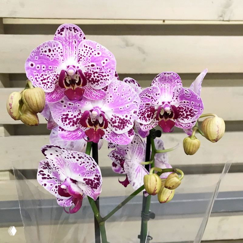 Комнатные растения, привлекающие в дом любовь