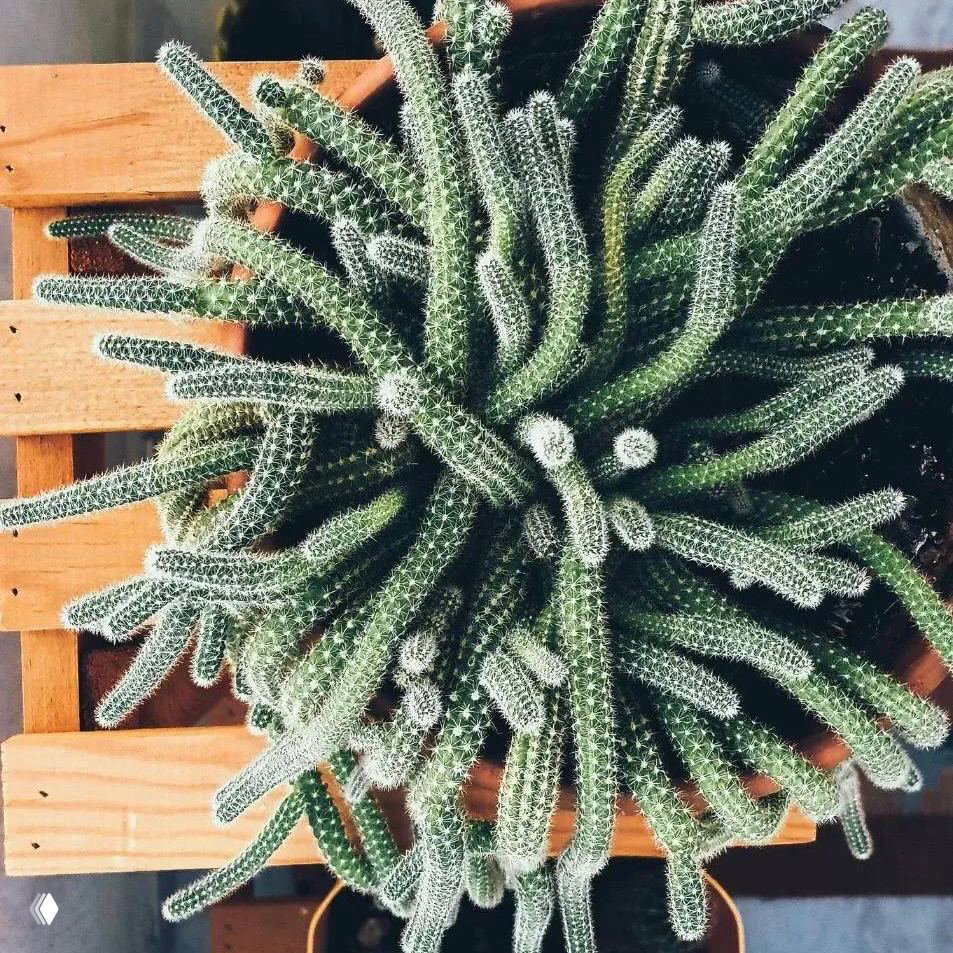 Вид сверху на комнатный кактус в горшке: зелёные стебли с мелкими белыми колючками, на фоне деревянной решётки.