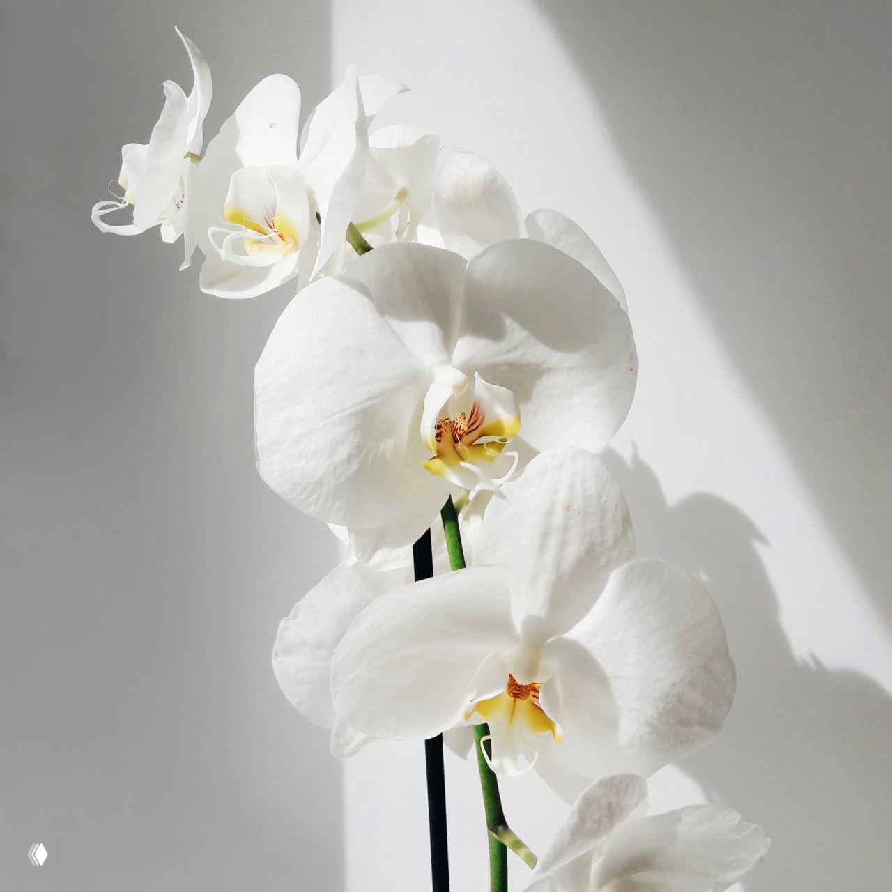 Белая орхидея в мягком световом акценте — крупные лепестки и центр цветка на нейтральном фоне, минималистичный интерьерный снимок