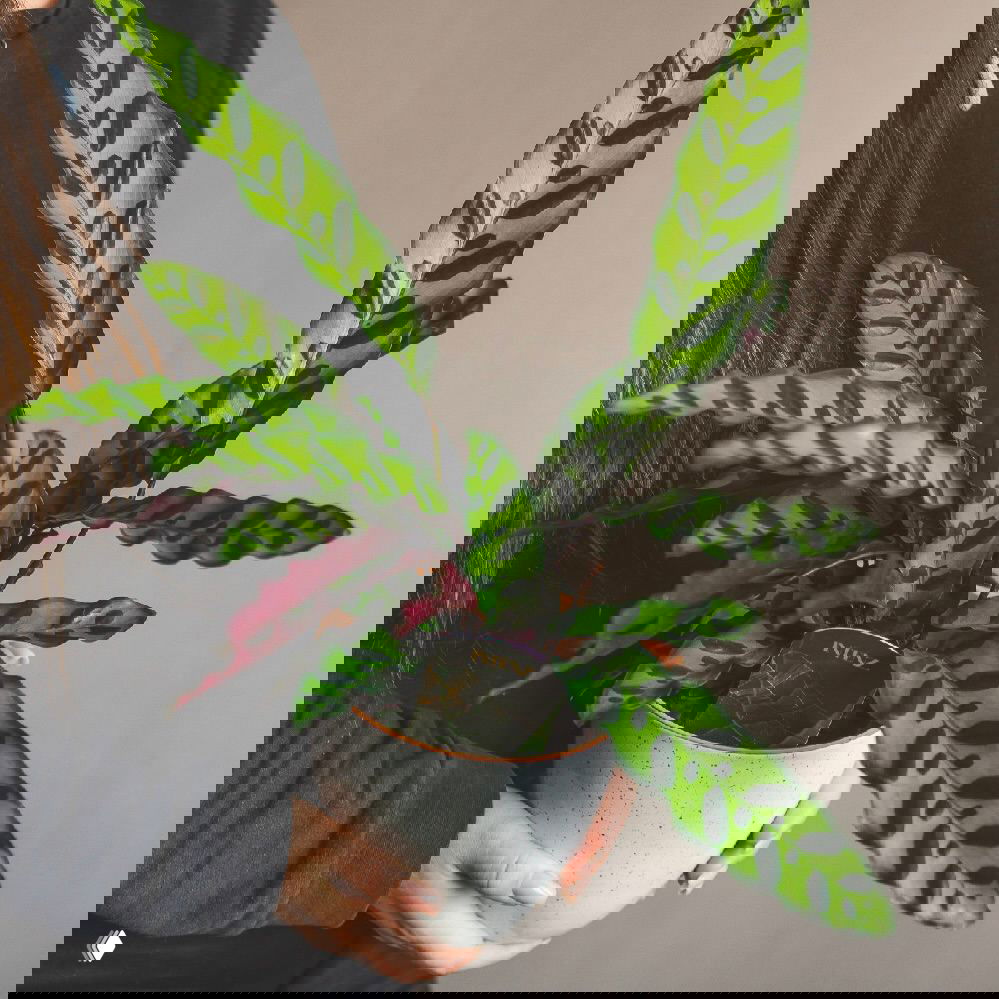 Калатея в горшке в руках человека: вытянутые зелёные листья с характерными тёмными пятнами, декоративное комнатное растение в близком плане