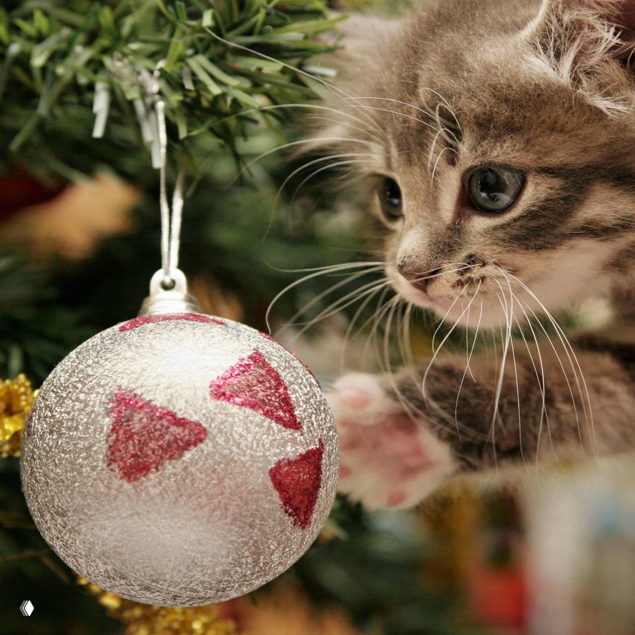 Как уберечь от кошки елку (и свое душевное равновесие)