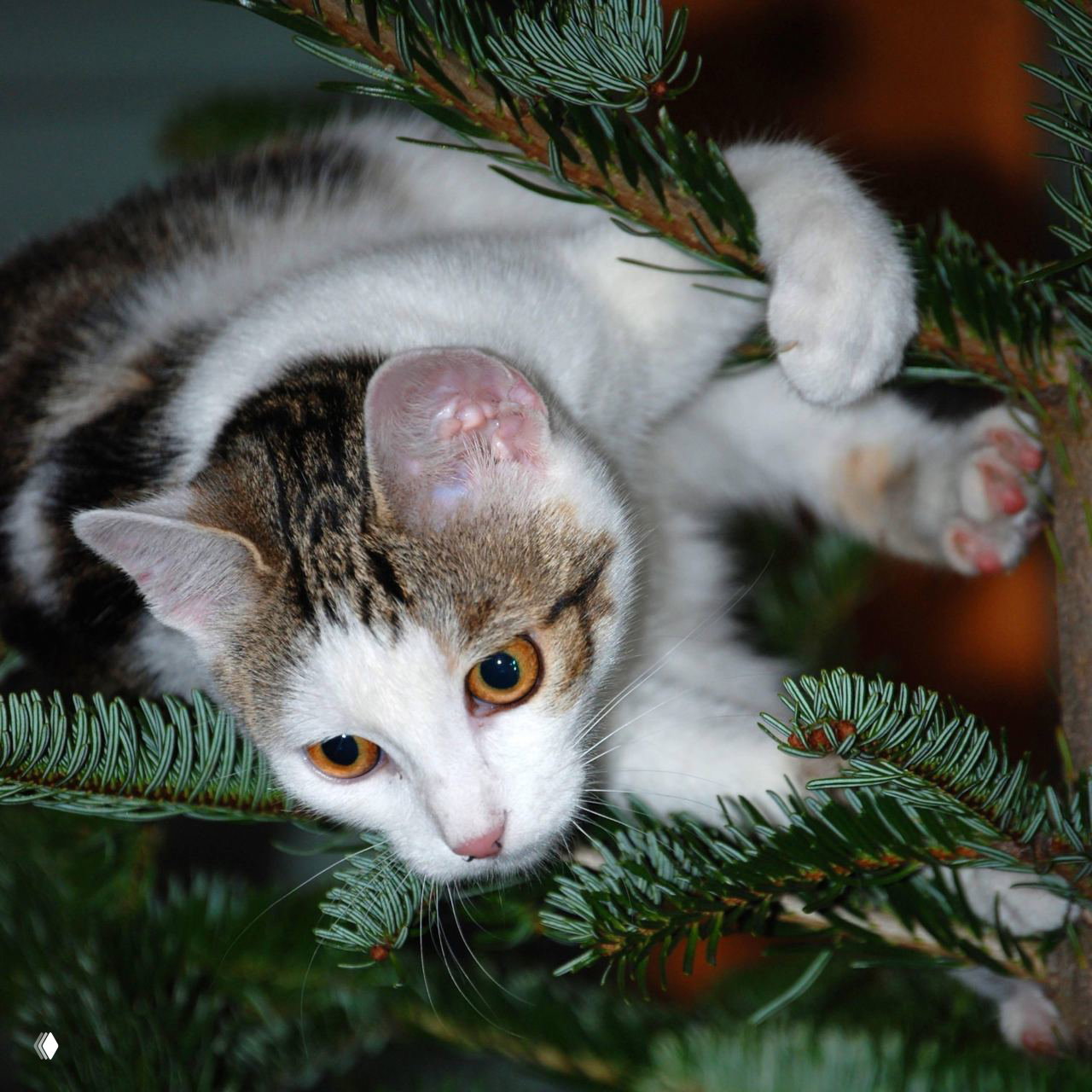 Кошка залезает на ветви ёлки: бело-серая взрослая кошка держится за ветки лапами и исследует интерьер около праздничной ёлки.