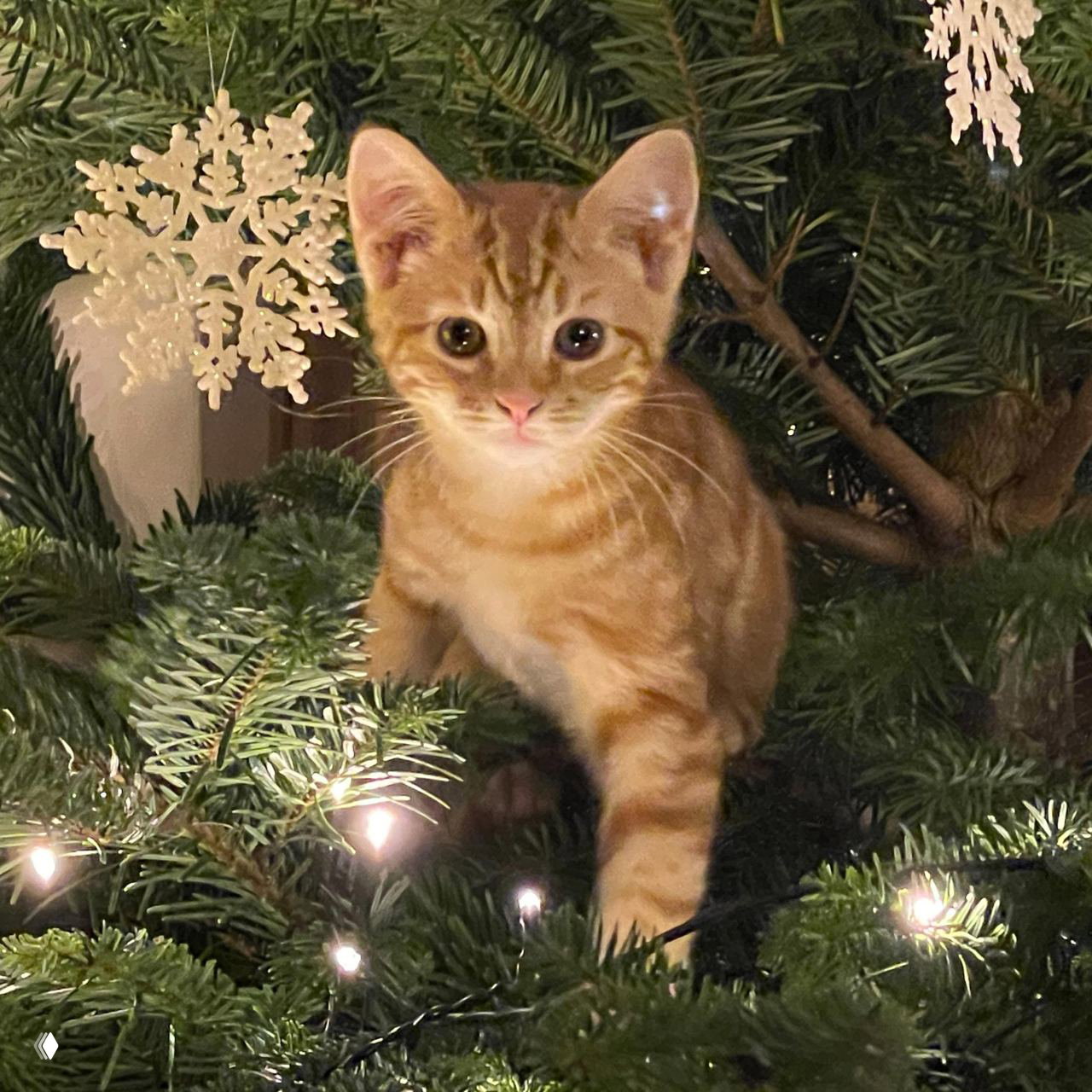 Рыжий котёнок внутри ёлки: тёплый кадр котёнка среди зелёных веток, огоньки гирлянд светят рядом с лапкой животного.