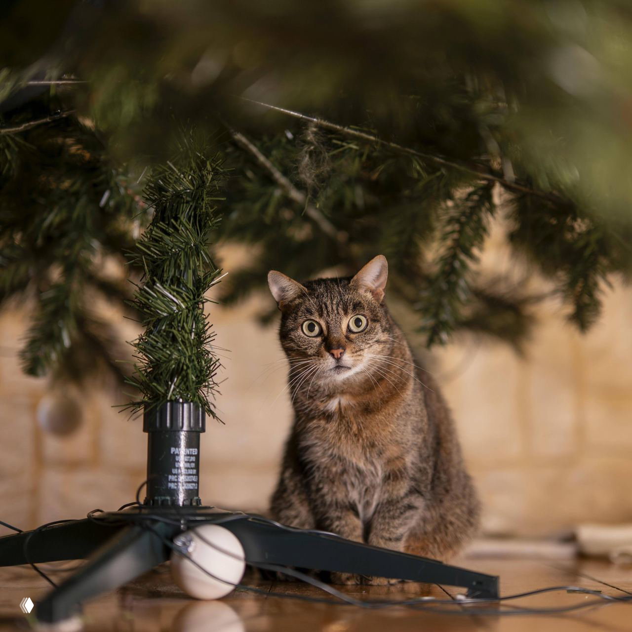 Кошка у основания искусственной ёлки: серо-коричневый кот сидит рядом с подставкой ёлки и электрическим кабелем гирлянды на полу.