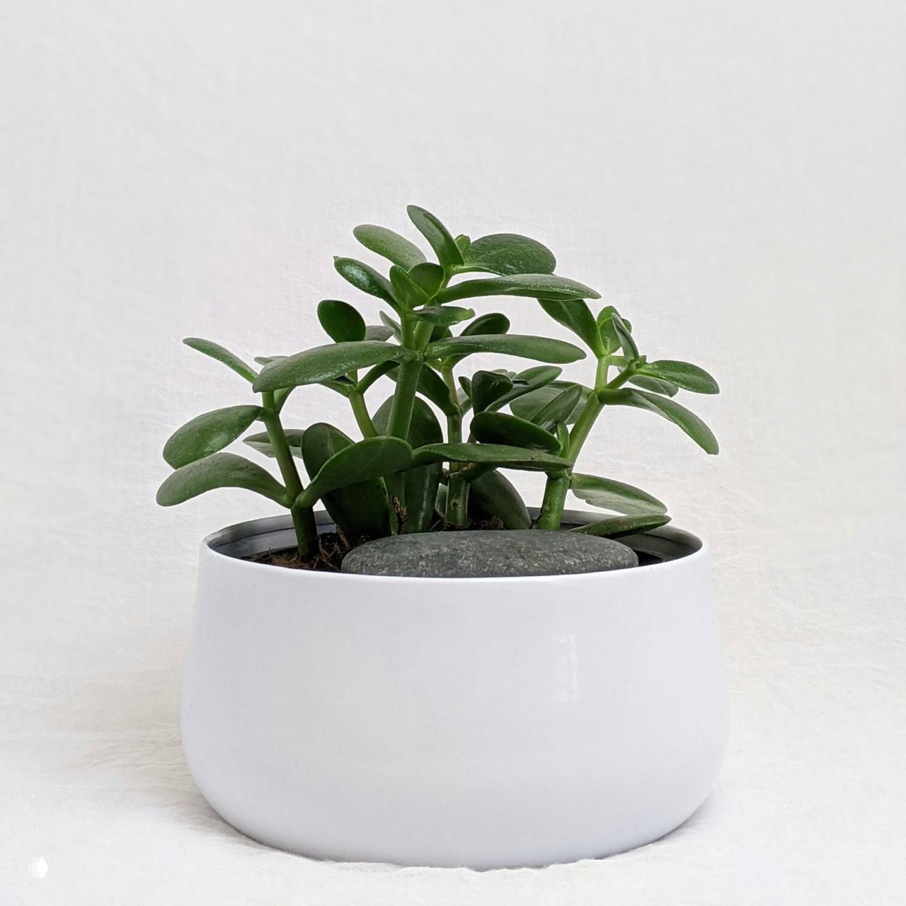 Небольшая композиция молодых побегов толстянки в белом горшке на нейтральном фоне: мясистые листья и компактный силуэт растения для интерьера.