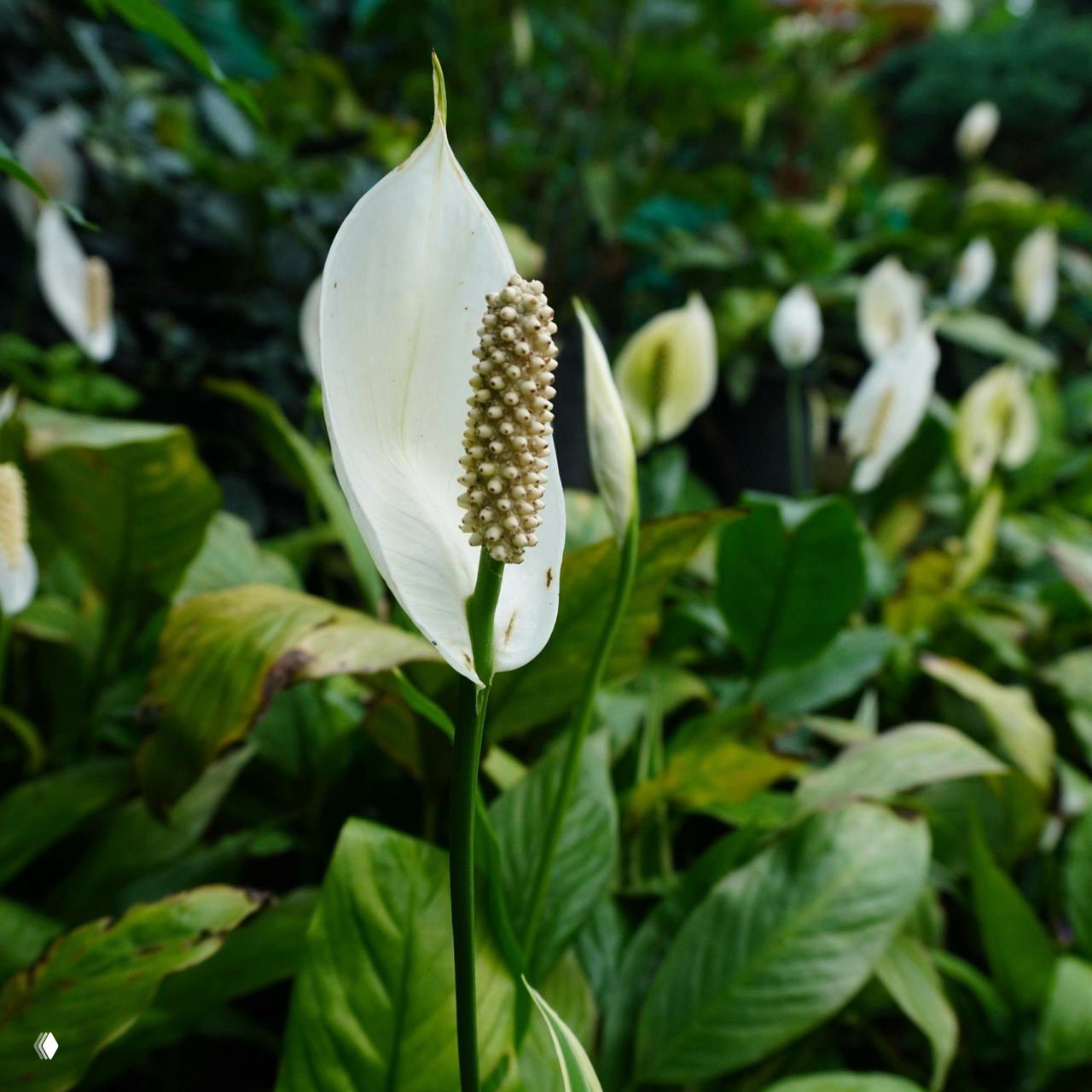 Спатифиллум с белым покрывалом и цилиндрическим соцветием: одиночный цветок на фоне зелёных листьев, подчёркивающий элегантность растения.