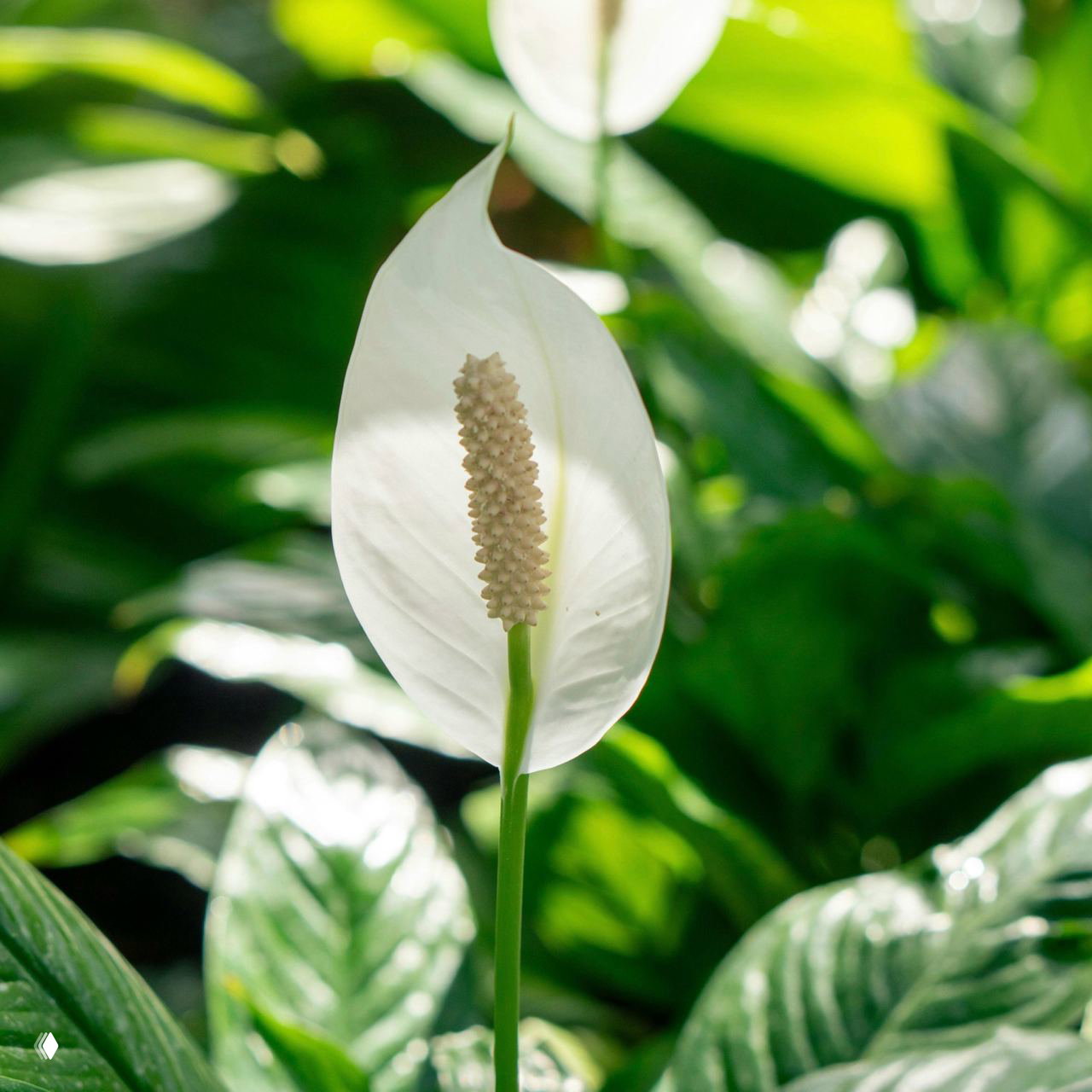 Ближний план цветущего спатифиллума: белое соцветие напоминает парус, окружённый крупными тёмно‑зелёными листьями в садовом интерьере.