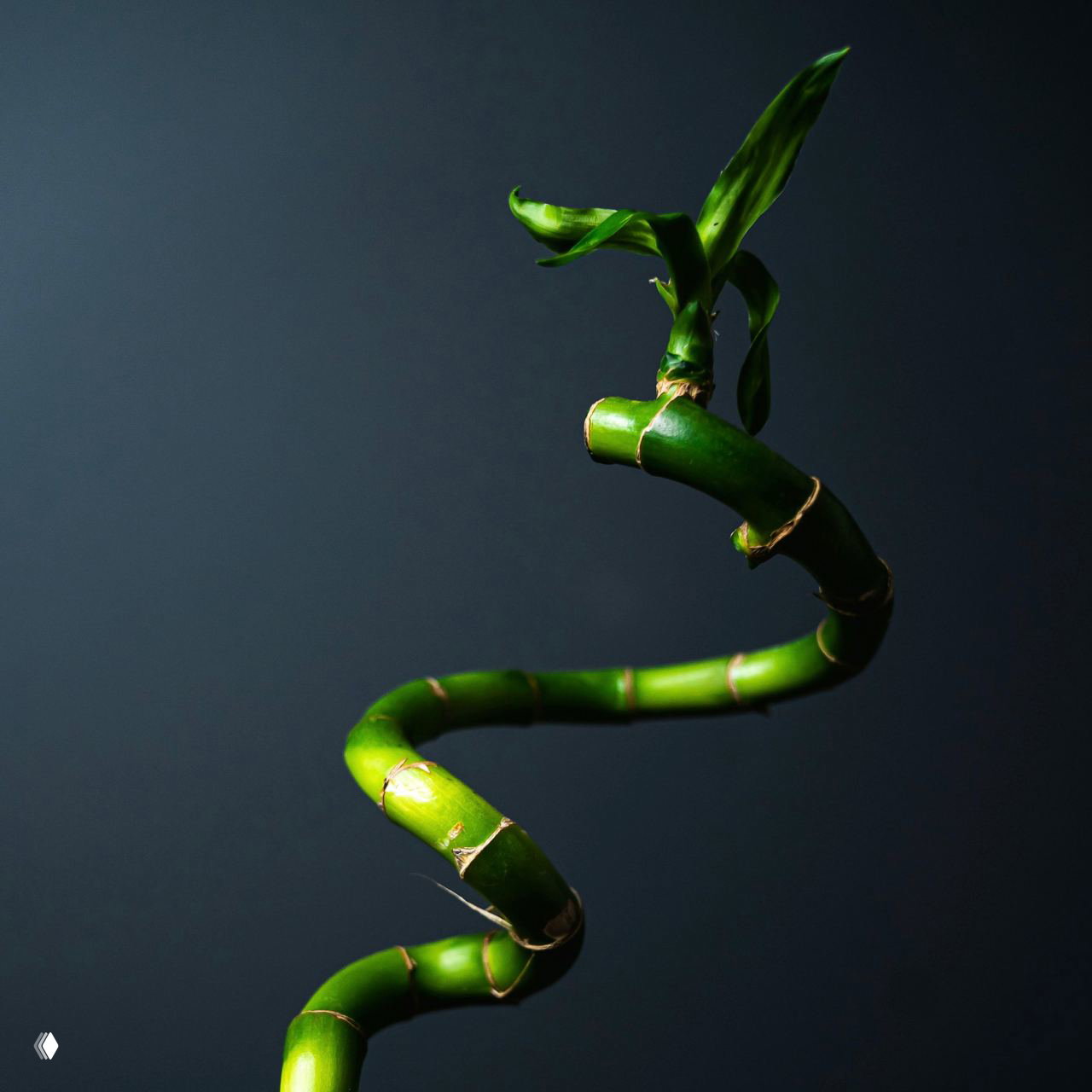 Драцена Сандера (бамбук счастья) с закрученным стеблем на тёмном фоне: глянцевые зелёные стебли образуют декоративную спиральную форму.