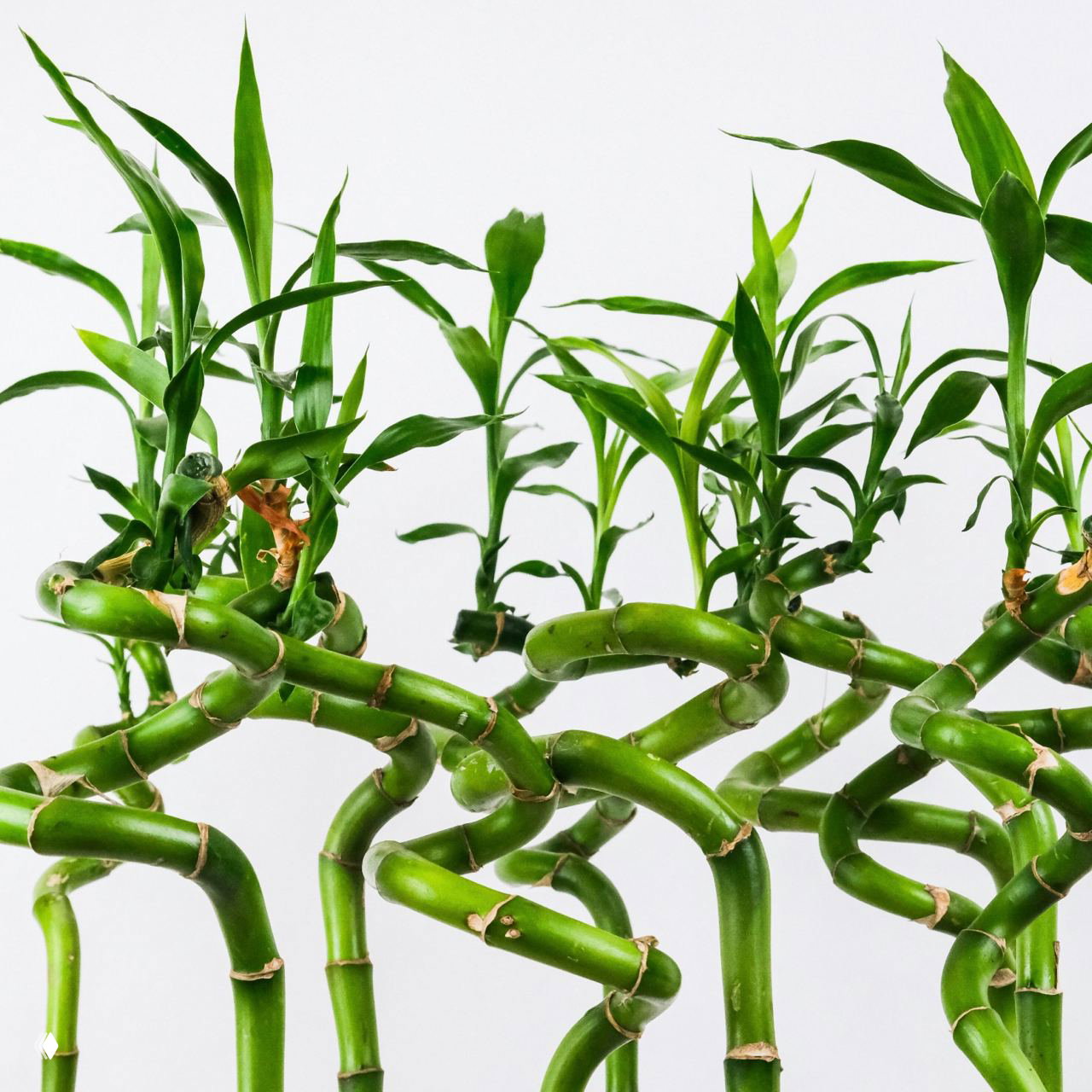 Группа переплетённых стеблей «бамбука счастья» на светлом фоне: плотная композиция молодых побегов для декоративного оформления интерьера.