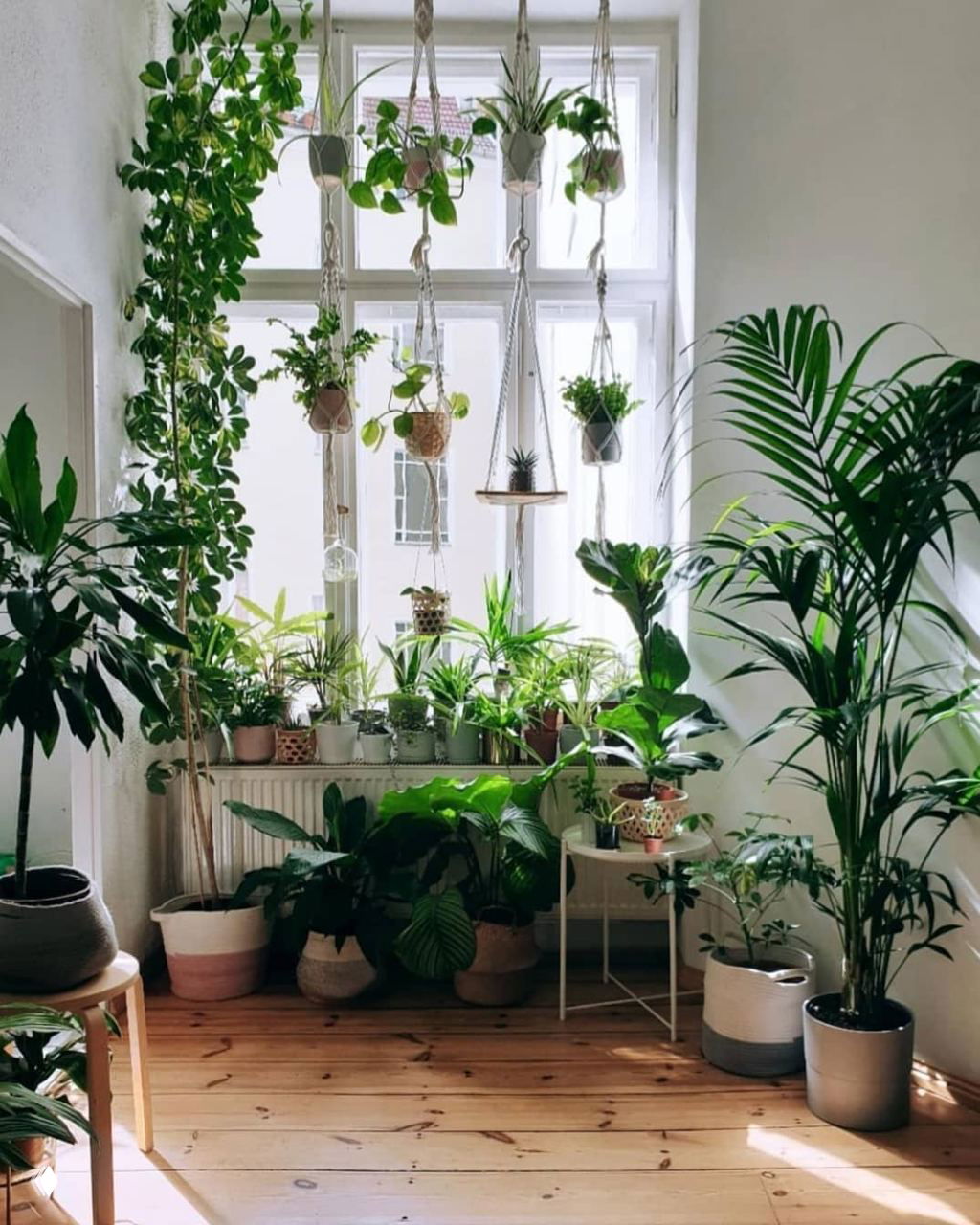 Яркая солнечная подоконная композиция: множество горшков с лиственными растениями и подвесные кашпо на белом фоне высоких окон.
