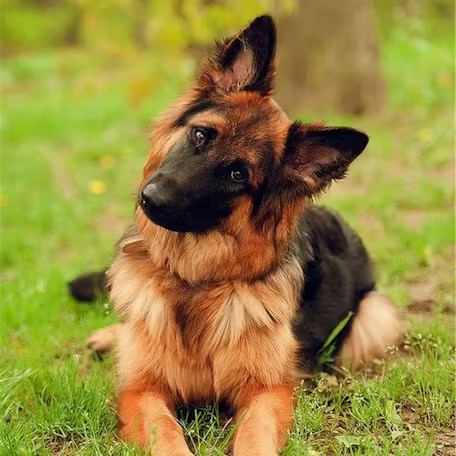 Немецкая овчарка лежит на траве с наклоном головы; дружелюбное выражение, средняя длина шерсти и внимательный взгляд, портрет в природном окружении.